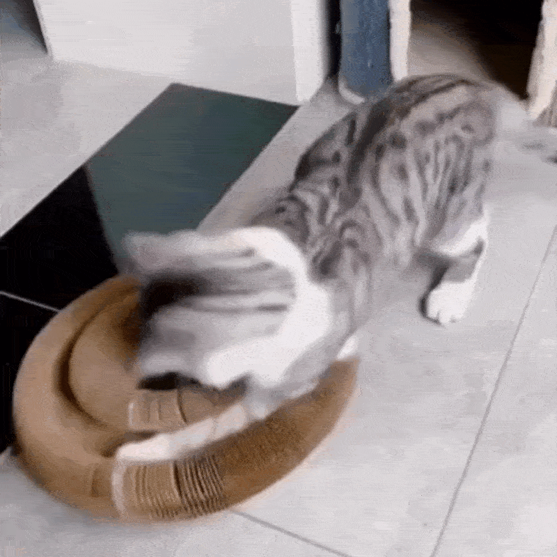 Keep your cat's energy high with PounceLoop™