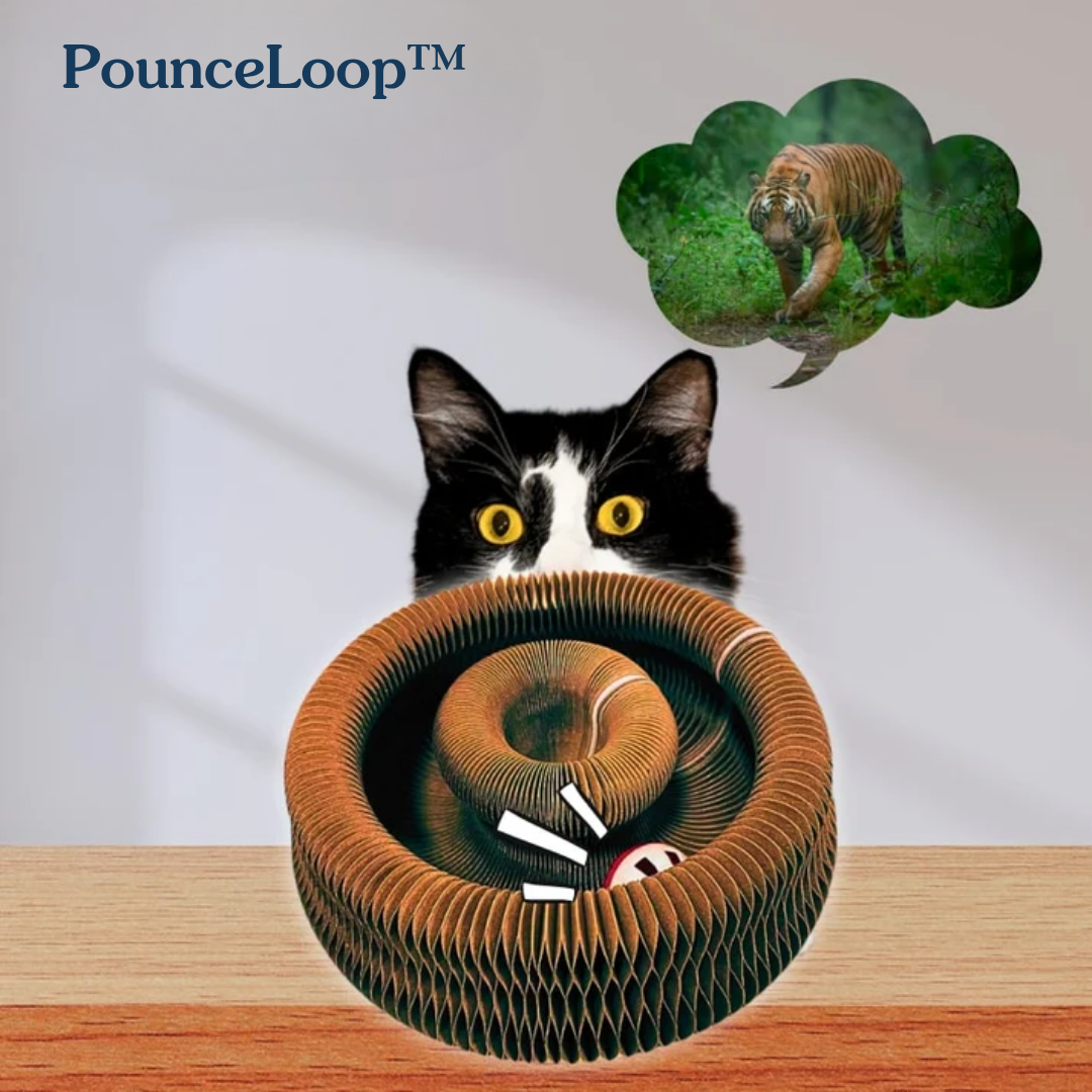 Keep your cat's energy high with PounceLoop™