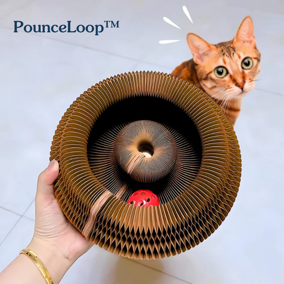 Keep your cat's energy high with PounceLoop™